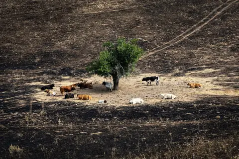 La falta de relevo generacional de agricultores y ganaderos deja el monte desprotegido ante los incendios