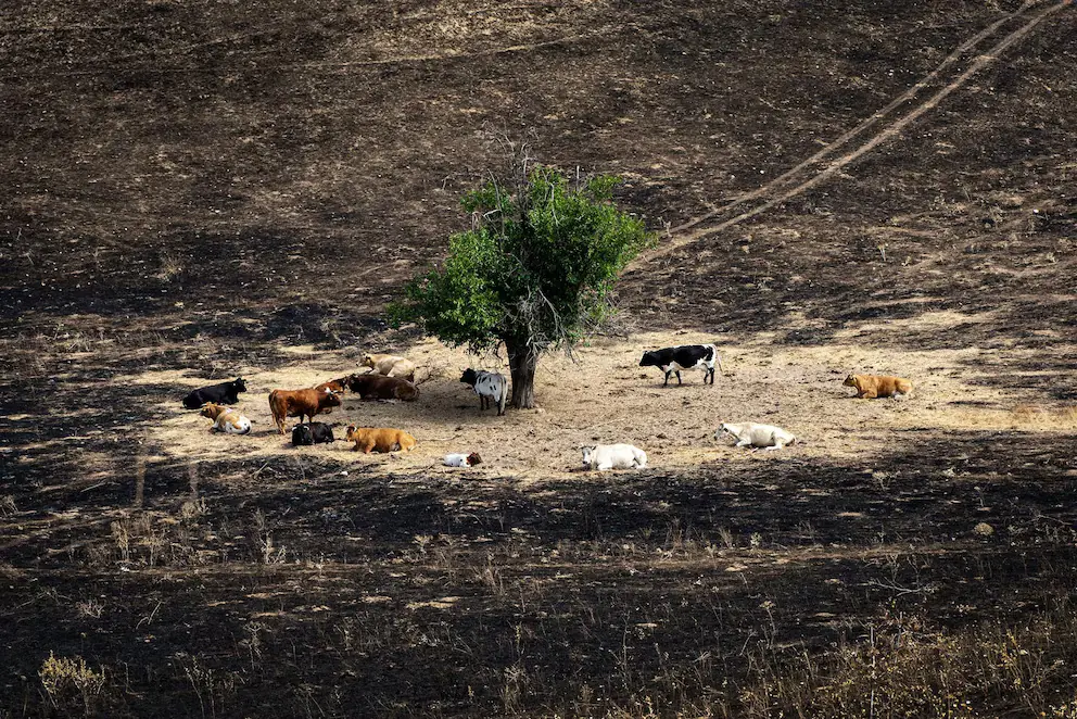 La falta de relevo generacional de agricultores y ganaderos deja el monte desprotegido ante los incendios